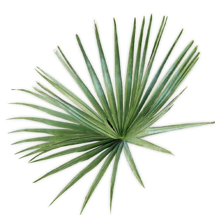 Saw palmetto - komposisi UltraMax Testo Enhancer